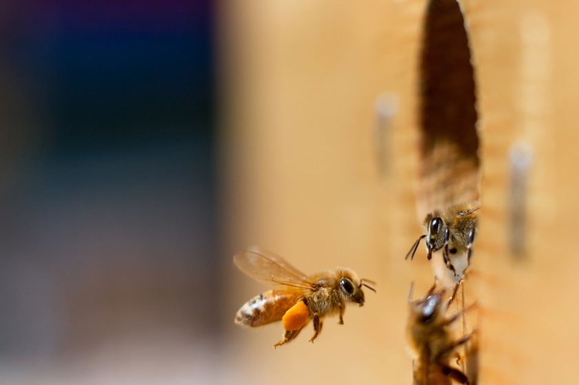 Honeybee greeting